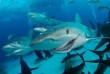 shark